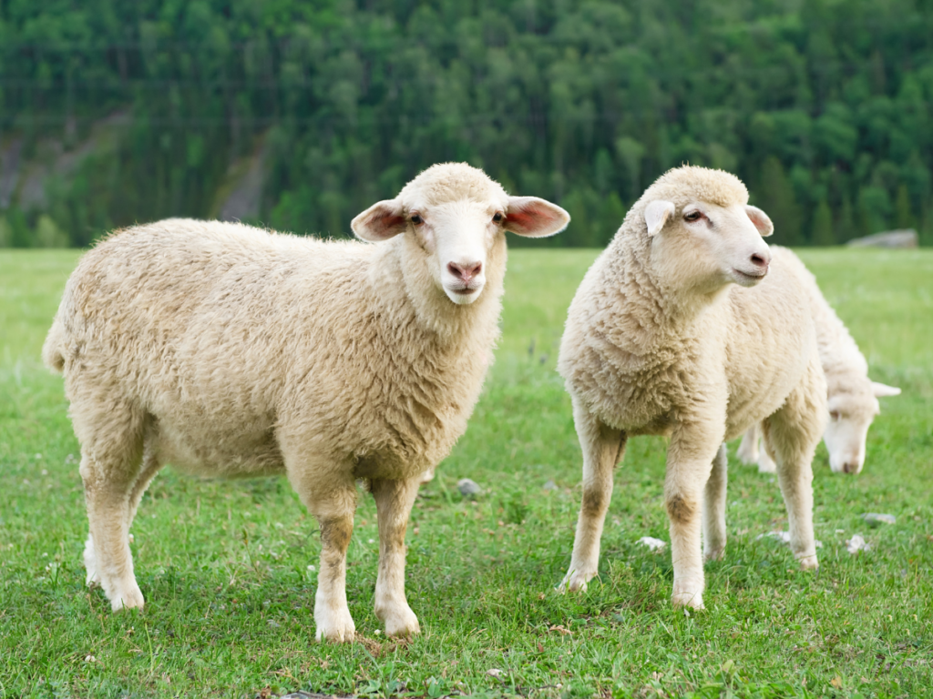 Two sheep roaming in a field